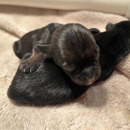 Border Terrier Puppies from Devonwood Border Terriers