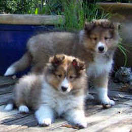 Shetland Sheepdog Puppies from Costa Del Sol Shelties