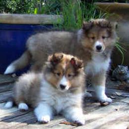 Shetland Sheepdog Puppies from Costa Del Sol Shelties