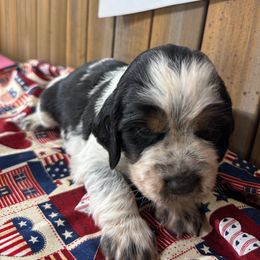 English Springer Spaniel Puppies from Crafts Springer Love