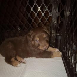 Hudson - Red tri-color male Australian Shepherd puppy in Harrodsburg, Kentucky from Triple M Aussies