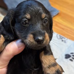Jackie Gleason - Black and tan male Dachshund puppy in Florence County, South Carolina from Modern Family Standards