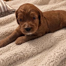 Ringo - Red male Cockapoo puppy in Marietta, South Carolina from River Falls Cockapoos