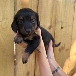 Fig - Black and tan male Dachshund puppy in Mountain Home, Arkansas from The Teacup Homestead Miniature Dachshunds