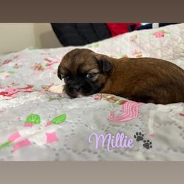 Millie - Brindle female Shih Tzu puppy in Pearland, Texas from Pup Paw-lace