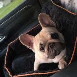 French Bulldog Puppies from Reds Frenchies