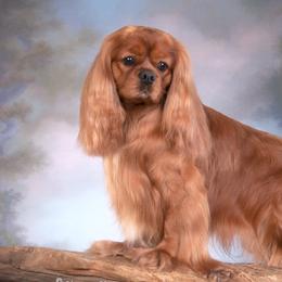 Cavalier King Charles Spaniels from F-Stop Cavaliers