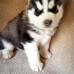 Maverick - Black and white male Siberian Husky puppy in Grant City, Missouri from Timberline Paws
