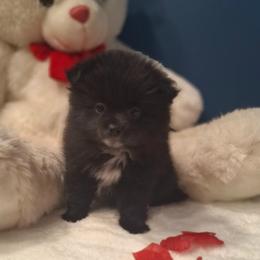 Coco - Black parti female Pomeranian puppy in Tampa, St Petersburg, Florida from Diana's Pomeranians