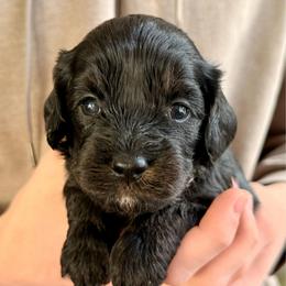Ginny - Black female Cavapoo puppy in Manorville, New York from Melissa's East End Cavaliers