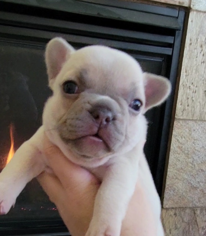 French Bulldogs from Bat Dog Frenchies