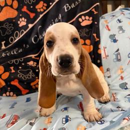 Hugo - Lemon and white male Basset Hound puppy in Dutton, Alabama from Synbella's Charming Basset's