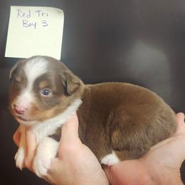 Boy 3 - Red tri male Miniature Australian Shepherd puppy in Hampton, Tennessee from TC Farms Stock Dogs - Miniature Australian Shepherds