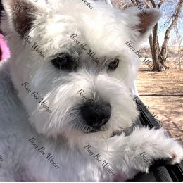 Lincoln - West Highland White Terrier