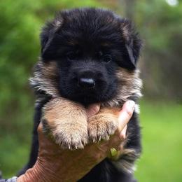 German Shepherd puppies from Euro Deja