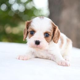 Faith - Blenheim female Cavalier King Charles Spaniel puppy in Lawton, Oklahoma from Lindsey’s Cavies