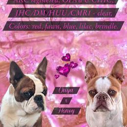 Boston Terrier puppies from Sitsler Bostons
