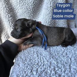 Tsygan - Sable male German Shepherd puppy in New Cambria, Missouri from Des Hausraben Shepherds