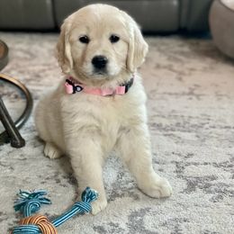 Golden Retriever Puppies from Dale Hollow Goldens