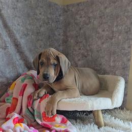 Igor - Blue male Great Dane puppy in Caldwell, Idaho from Miner's Dynamic Danes