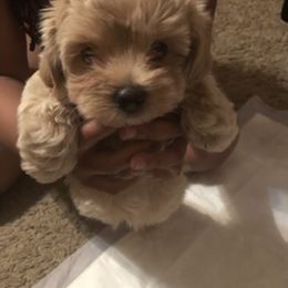 Maltese, Maltipoo, and Poodle Puppies from Healing Pawz LLC