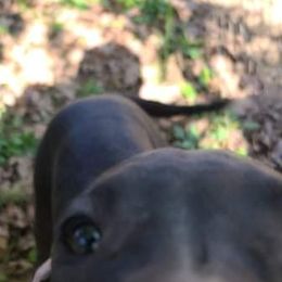 Great Dane Puppies from Trisha Self's Great Danes