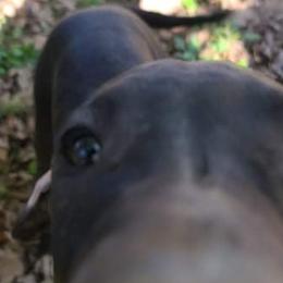 Great Dane Puppies from Trisha Self's Great Danes