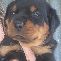 Girl 4 - Black and mahogany female Rottweiler puppy in De Witt, Iowa from Irish Eyes Kennels
