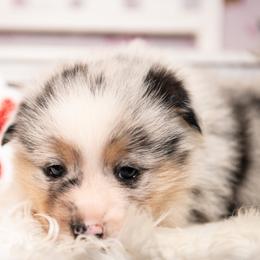 Comet - Blue male Pembroke Welsh Corgi puppy in Dobson, North Carolina from Clover S Farm