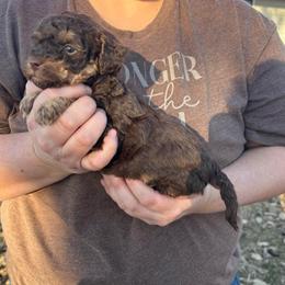 Bopper - Red phantom male Aussiedoodle puppy in Hopkins, Missouri from Mowry Creek Mini Aussiedoodles and More