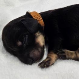 Tan Boy - Black and cream male Dachshund puppy in Parkersburg, West Virginia from Bourbon Barrel Ridge Doxies