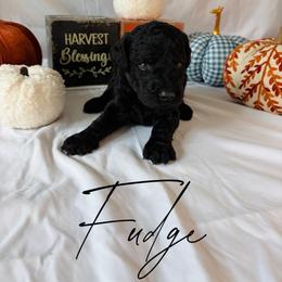Fudge - Black male Goldendoodle puppy in Cedartown, Georgia from Loyal Doodles