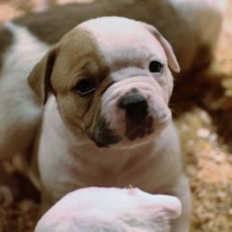 American Bulldog Puppies from Beth’s Bullys