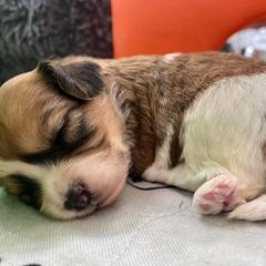 Cavachon, Cavalier King Charles Spaniel, and Cavapoo Puppies from LierChonPoo