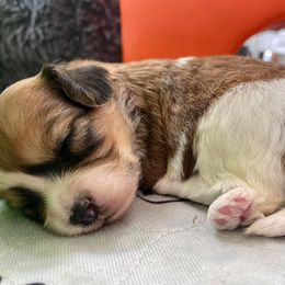 Cavachon, Cavalier King Charles Spaniel, and Cavapoo Puppies from LierChonPoo
