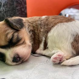 Cavachon, Cavalier King Charles Spaniel, and Cavapoo Puppies from LierChonPoo
