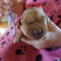 Purple - Dark golden female Golden Retriever puppy in Lanesboro, Minnesota from Eagle Ridge Golden Retrievers