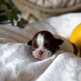 Jenny - Liver and white female Shih Tzu puppy in Kempner, Texas from Shih Tzu Reign