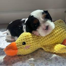 Charlie - Tri-color male Cavalier King Charles Spaniel puppy in Gallatin, Tennessee from Kids and Canines