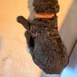 Orange - Brown male Poodle puppy in Atlanta, Georgia from Syren House Doodles & Poodles