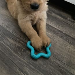 Golden Retriever Puppies from Hearth & Homestead