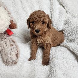 Purple - Apricot female Goldendoodle puppy in Cumming, Georgia from Chattahoochee Kennels