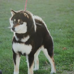 Dozer - Shiba Inu