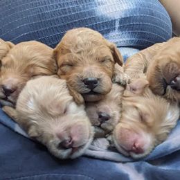 Goldendoodle Puppies from Rocks & Roses Doodles