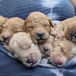 Goldendoodle Puppies from Rocks & Roses Doodles