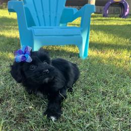 BabyGirl - Black and white female Havanese puppy in Monahans, Texas from Homeward Havanese, LLC