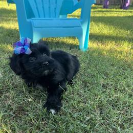 BabyGirl - Black and white female Havanese puppy in Monahans, Texas from Homeward Havanese, LLC