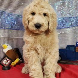 Sam - Labradoodle puppy from Oodles of poodles and doodles