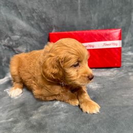 Godiva - Caramel cream female Australian Labradoodle puppy in Avon, Indiana from Forever Friends Labradoodles