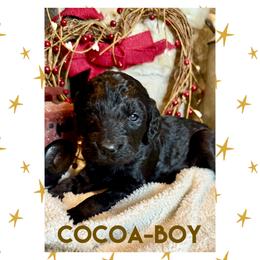 Goldendoodle Puppies from Fire Wife Doodles